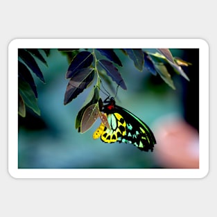 Cairns Birdwing With Eggs Sticker